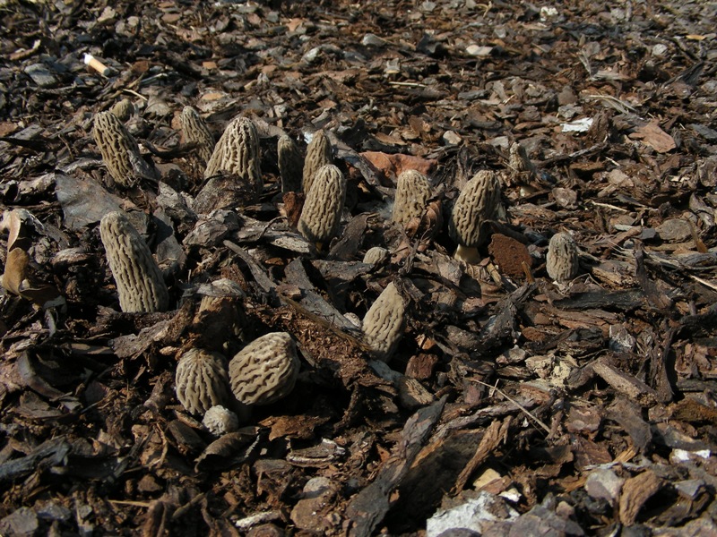 altro giro cittadino